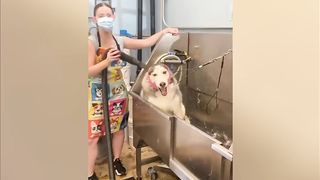 Funny animal 19