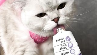 Coty cat ????????????