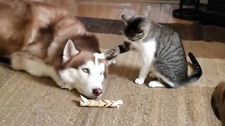 Husky gets bully