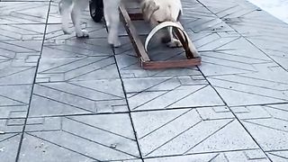 Funny Animal Videos 5