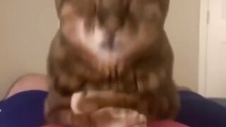 Funny Animal Videos 6