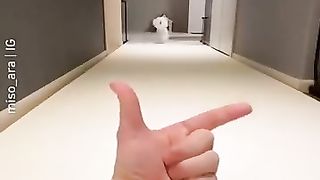 Funny Animal Videos 7