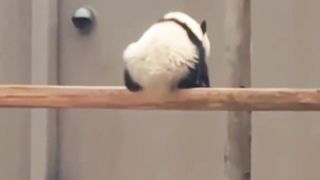 Cute Panda Is Bored:(