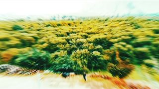 Cenmatic views of Ziarat valley of green ???????? fruits