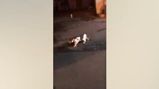 جب جانوروں نے کچھ کیا اور ہر کسی کے دلوں کو پگھلا دیا