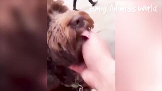 Funny Animal Videos 2023 ???? - Funniest Dogs and Cats Videos ???? #13