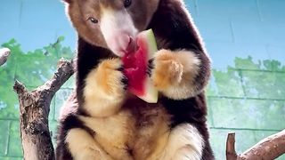 Libby absolutely loves watermelon! ????????????