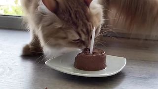Sweet catty