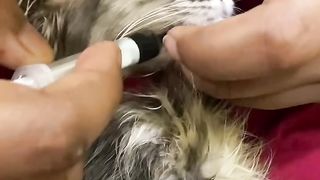 Cat! Sweet!!!