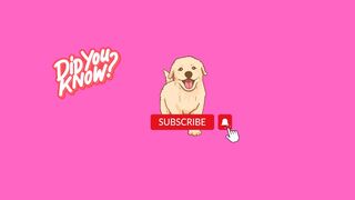 cool facts golden retrievers