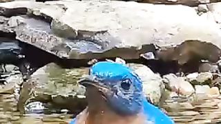 bluebirds