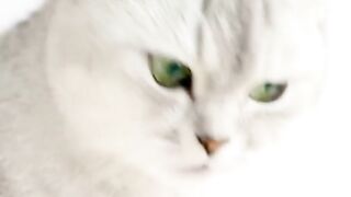 Funny Cats  ???? - Baby Cats Video Collection 2023!