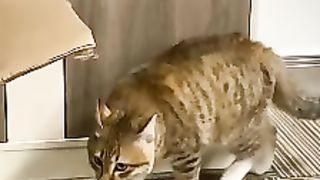 #shorts ????????لمه يكون عليك قواضى فى المحاكم ويجى المخبر او الظابط يدور عليك