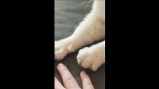 Funny Dogs And Cats Compilation
