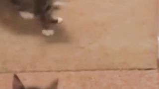Funniest Cat And Dogs ???? Funny Animal Videos.