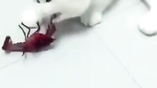 Cat and Cancer  ???? Funny fights cats