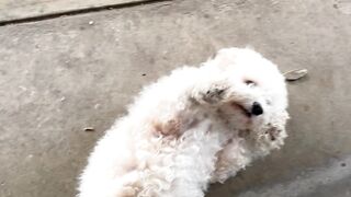 Super Cute’s Miniature Poodle