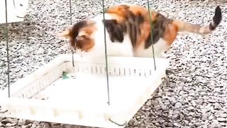 Kucing bermain ayunan
