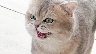 cute cat arrives in full speed || cute pets try not to laugh