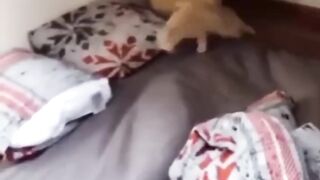 Funny animals 2023???? - Funniest Cats and Dogs Video???????? 4