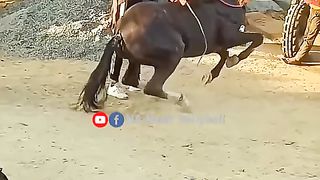 #world#best #horseshorts #dance #beautiful#horse#s