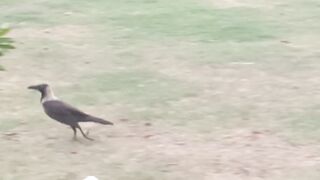 Bird Bird