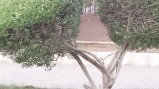 Cat and Crows