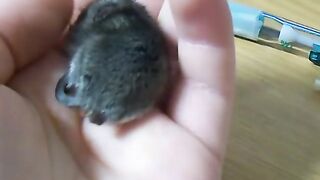 Mouse 3