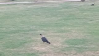 Bird and Bird