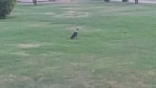 Birds and Park