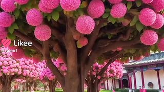 Beautifull trees