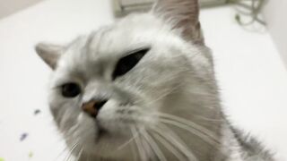 Cats teach you how to make different dishes with eggs and milk, and you must have never tasted them before