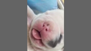 Funny dog Compilation Video 1