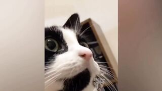 Best Of 2020- Top Funny Pet Videos- TRY NOT TO LAUGH