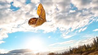 Autumn is over in Alaska but this moment captured it beautifully ???????????? #alaska #autumn
