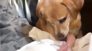 Pets Funny Moments #2 [Tik Tok]