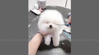 Cute Dogs