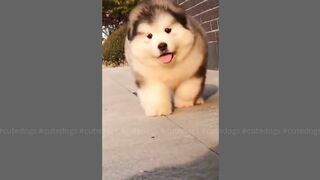 Cute Dogs