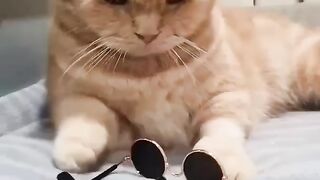 Cat Funny