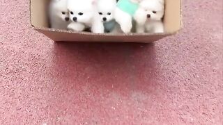 Cute Pet