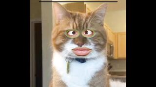 Funny Talking Cat ????????