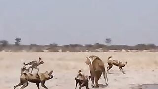 One lion 10 wilddogs-over 15m views