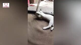 Cute cat funny videos