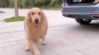 Funny pet complications