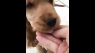 cute dog (Tik Tok)