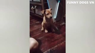 Funniest Animals Video - Funny Dogs And Cats - Try Not To Laugh Animals 2022