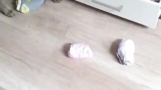 Cat so funny
