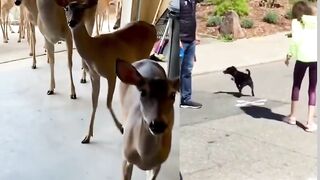 Funny animals 01 {tiktok}