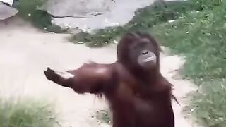 monkey meme funny meme 2