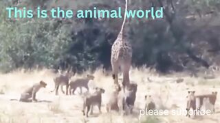 This happens in the animal world